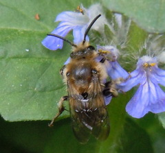 Melecta albifrons