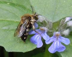 Melecta albifrons
