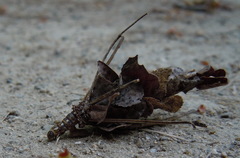 Canephora hirsuta