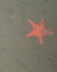 Hippasteria phrygiana