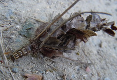 Canephora hirsuta