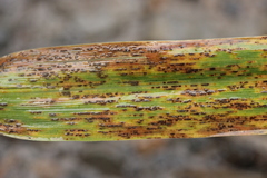 Puccinia sessilis