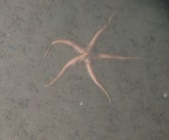 Benthopectinidae