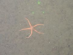 Benthopectinidae
