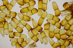 Puccinia sessilis