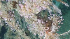 Ectopleura marina