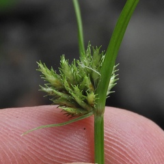 Cyperus squarrosus