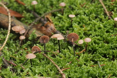 Paragymnopus perforans