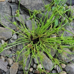 Cyperus squarrosus