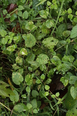 Puccinia arenariae