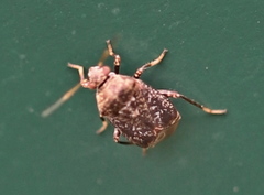 Charagochilus gyllenhalii