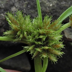Cyperus squarrosus