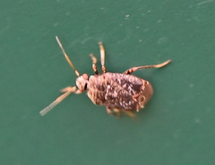 Charagochilus gyllenhalii