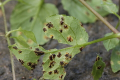Puccinia arenariae