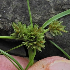 Cyperus squarrosus