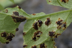 Puccinia arenariae