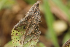 Puccinia menthae