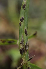 Puccinia arenariae