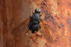 Satyramoeba hetrusca