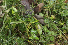Puccinia arenariae