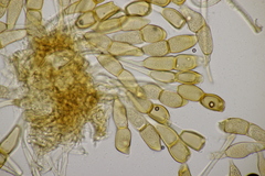 Puccinia arenariae