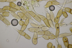 Puccinia arenariae