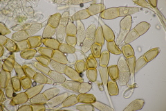 Puccinia arenariae