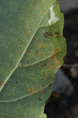 Melampsoridium hiratsukanum