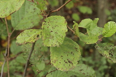 Melampsoridium hiratsukanum