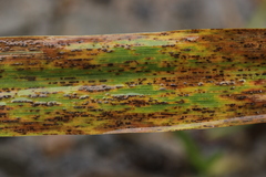 Puccinia sessilis
