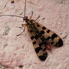 Panorpa meridionalis