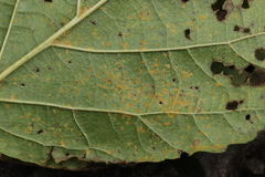 Melampsoridium hiratsukanum