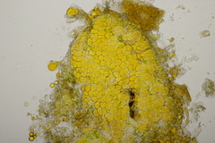 Melampsoridium hiratsukanum