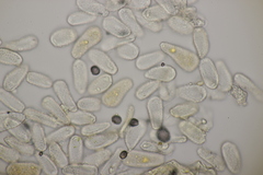 Melampsoridium hiratsukanum