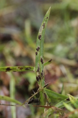 Puccinia arenariae