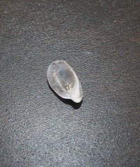 Maoricrypta youngi