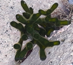 Codium tomentosum
