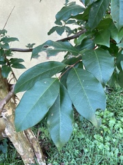 Psidium friedrichsthalianum