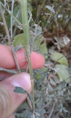 Clonopsis gallica