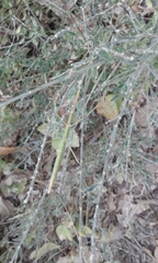 Clonopsis gallica
