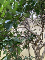 Psidium friedrichsthalianum