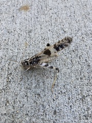 Dissosteira spurcata