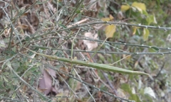Clonopsis gallica