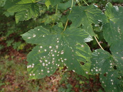 Cristulariella depraedans