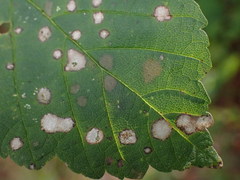 Cristulariella depraedans