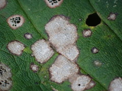 Cristulariella depraedans
