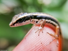 Sphenomorphus dussumieri