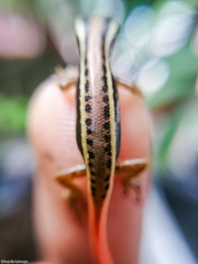 Sphenomorphus dussumieri