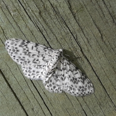 Hymenomima umbelularia