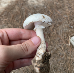 Amanita mutabilis